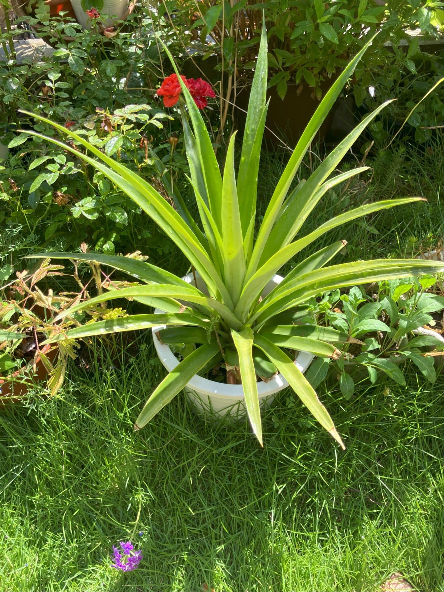 パイナップルの葉っぱ