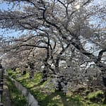 2026年の桜