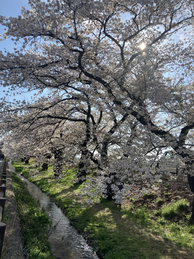 2026年の桜